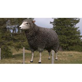 Merino Sheep model